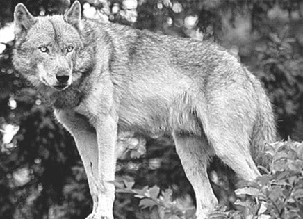 Wolf Evolution: Where Did They Originate?