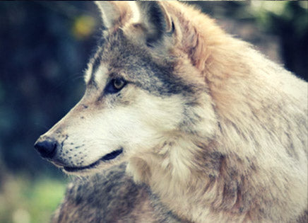 Wolf Evolution: Wolves and Humans